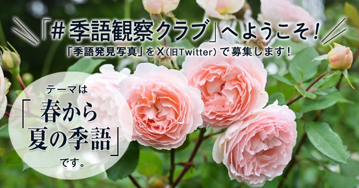 「NHK俳句」テキスト　＃季語観察クラブ　の参加要項 見出し画像