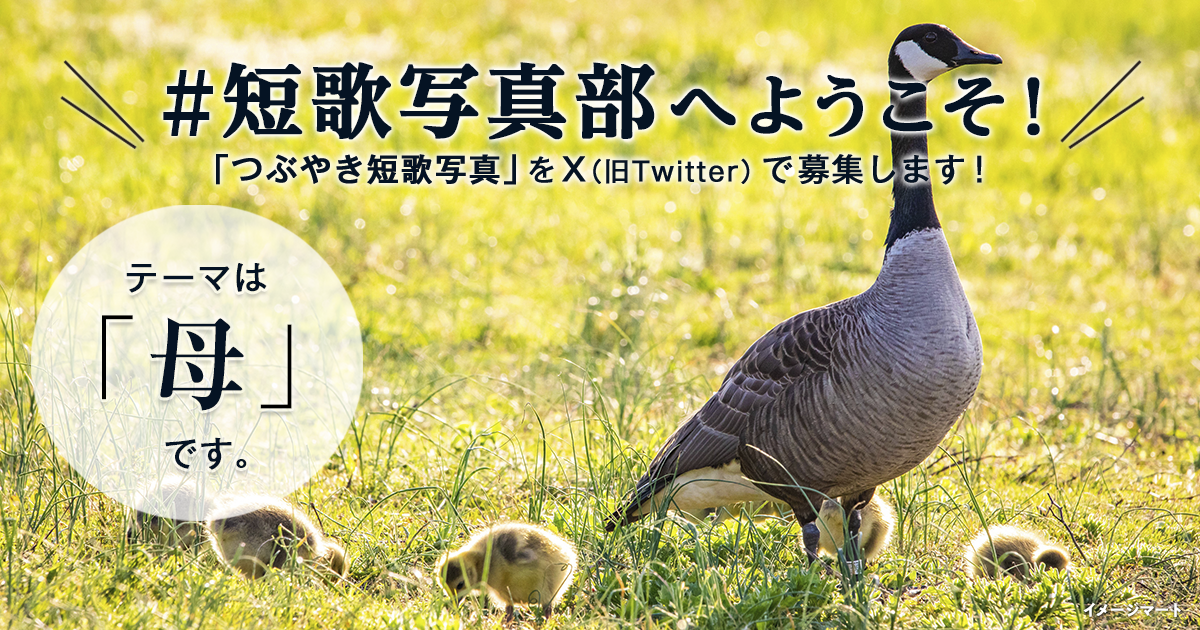 「NHK短歌」テキスト ＃短歌写真部 の参加要項 見出し画像