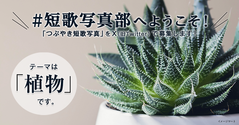 「NHK短歌」テキスト ＃短歌写真部 の参加要項 見出し画像